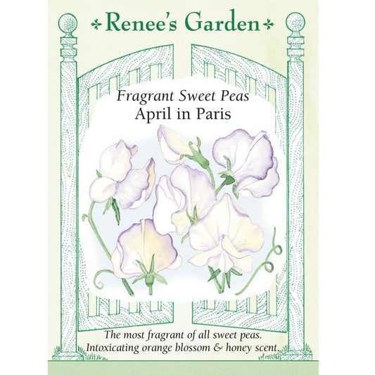 Renee's Garden Sweet Pea April in Paris - Grow Organic Renee's Garden Sweet Pea April in Paris Flower Seed & Bulbs