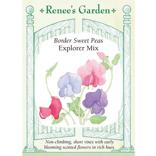 Renee's Garden Sweet Pea Explorer Mix - Grow Organic Renee's Garden Sweet Pea Explorer Mix Flower Seed & Bulbs