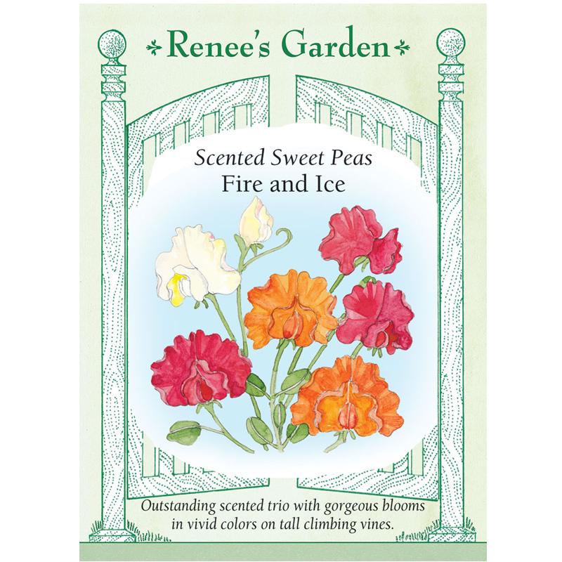 Renee's Garden Sweet Pea Fire and Ice - Grow Organic Renee's Garden Sweet Pea Fire and Ice Flower Seed & Bulbs