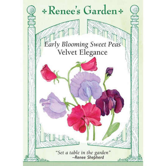 Renee's Garden Sweet Pea Velvet Elegance - Grow Organic Renee's Garden Sweet Pea Velvet Elegance Flower Seed & Bulbs