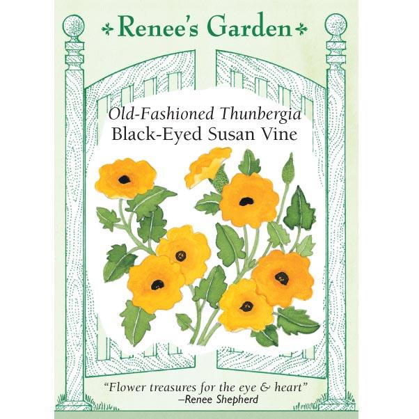 Renee's Garden Thungbergia Black-eyed Susan Vine (Heirloom) Renee's Garden Thungbergia Black-eyed Susan Vine (Heirloom) Flower Seed & Bulbs