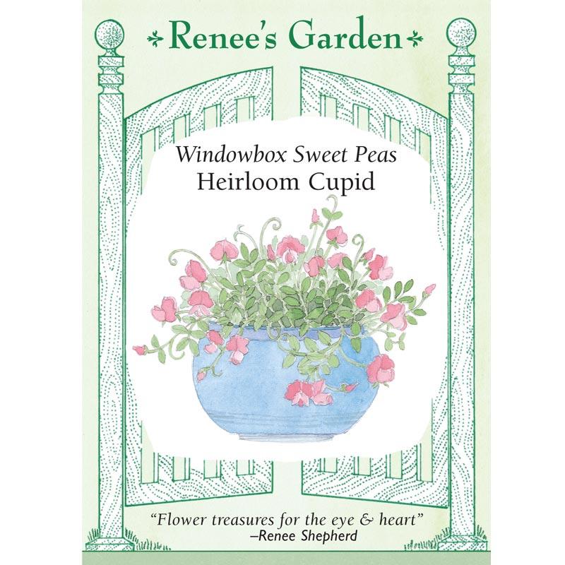 Renee's Garden Windowbox Sweet Pea Cupid (Heirloom) Renee's Garden Windowbox Sweet Pea Cupid (Heirloom) Flower Seed & Bulbs