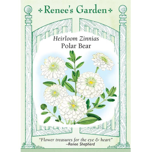 Renee's Garden Zinnia Polar Bear (Heirloom) - Grow Organic Renee's Garden Zinnia Polar Bear (Heirloom) Flower Seed & Bulbs