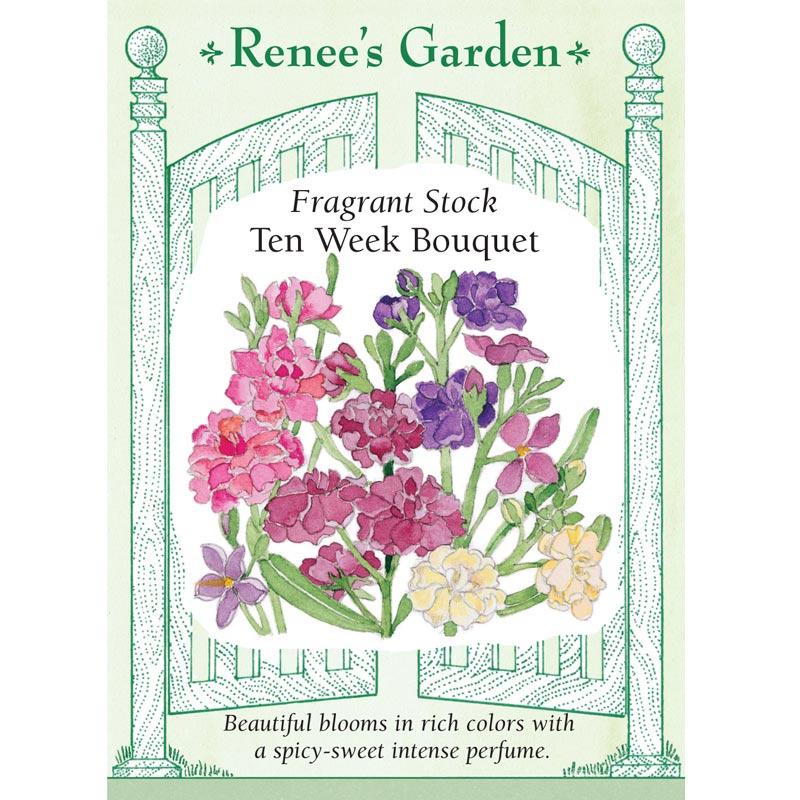 Renees' Garden Stock Ten Week Perfume - Grow Organic Renees' Garden Stock Ten Week Perfume Flower Seed & Bulbs