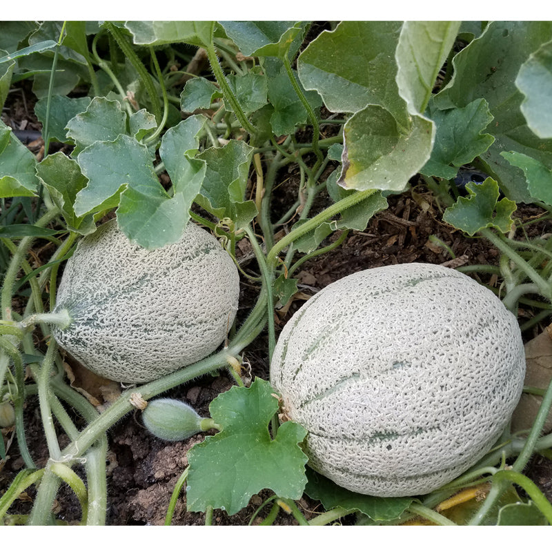 Rocky Ford Green Melon Seeds (Organic) - Grow Organic Rocky Ford Green Melon Seeds (Organic) Vegetable Seeds