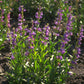 Penstemon, Rocky Mountain (pack) Peaceful Valley