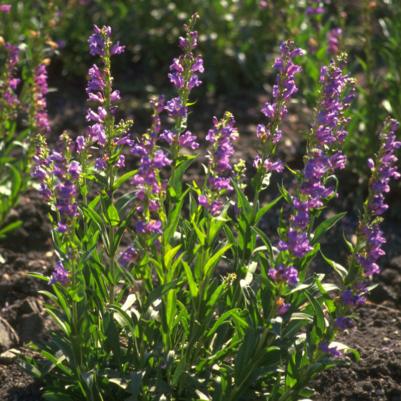 Penstemon, Rocky Mountain (pack) - Grow Organic Penstemon, Rocky Mountain (pack) Flower Seeds
