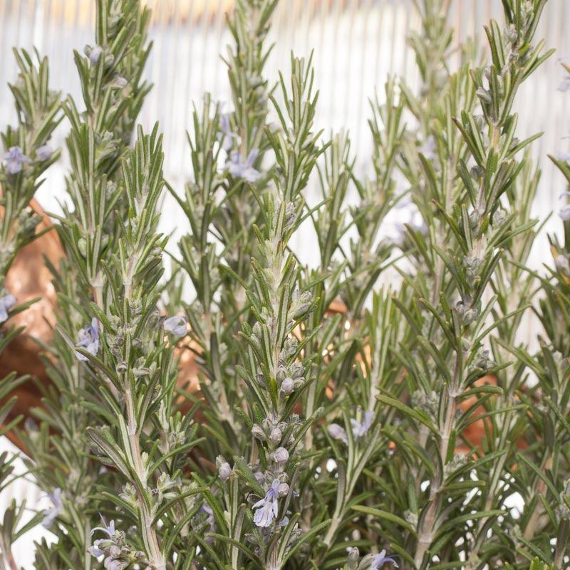 Organic Rosemary - Grow Organic Organic Rosemary Herb Seeds