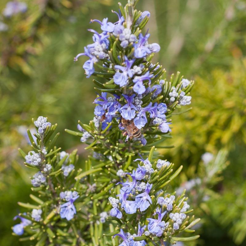 Organic Rosemary - Grow Organic Organic Rosemary Herb Seeds