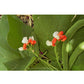 Renee's Garden Runner Bean Painted Lady (Heirloom) Renee's Garden Runner Bean Painted Lady (Heirloom) Flower Seed & Bulbs