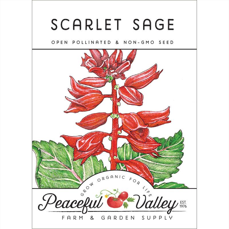 Sage, Scarlet (pack) - Grow Organic Sage, Scarlet (pack) Flower Seeds
