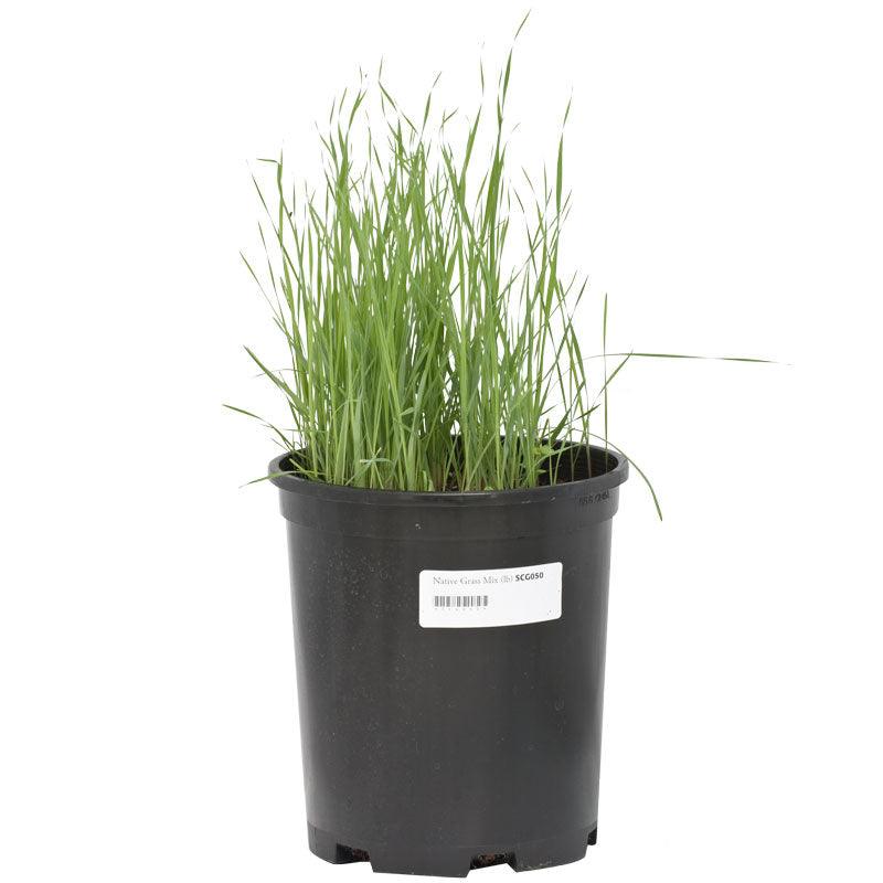 Peaceful Valley Native Grass Mix Seed Grow Organic