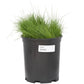 Molate Fescue Native Grass  Seed - Grow Organic Molate Fescue Native Grass  Seed (lb) Cover Crop
