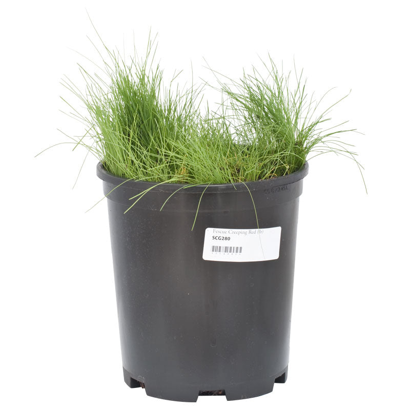 Creeping Red Fescue  Seed (lb) Grow Organic