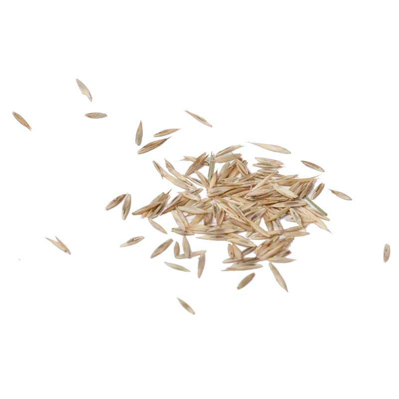 Creeping Red Fescue  Seed (lb) Grow Organic
