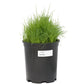 Paiute Orchardgrass  Seed (lb) Grow Organic