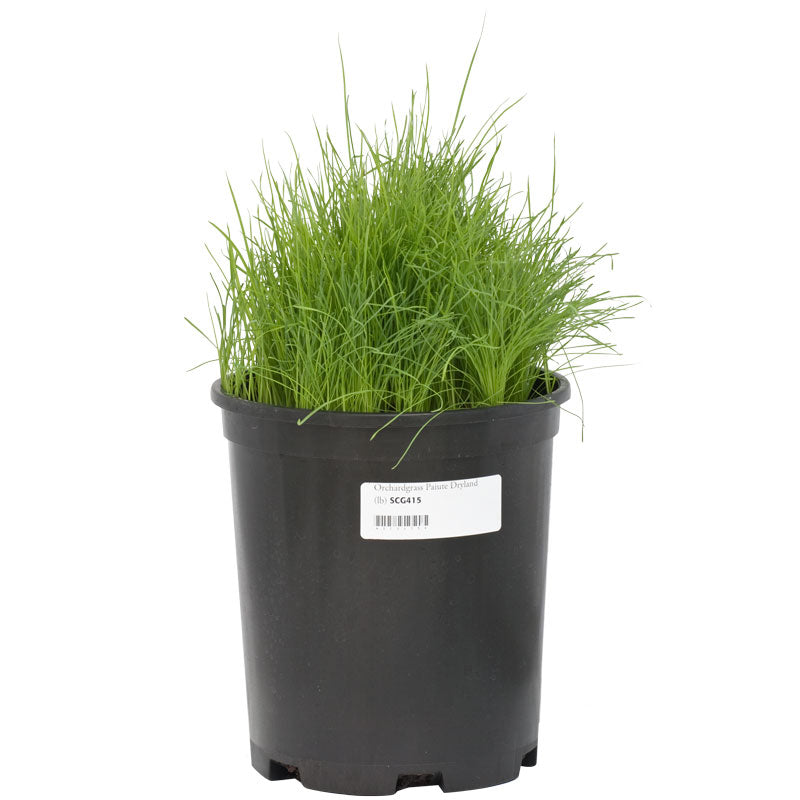 Paiute Orchardgrass  Seed (lb) Grow Organic