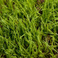 Organic Ryegrass, Oregon Annual - Grow Organic Organic Ryegrass, Oregon Annual (lb) Cover Crop