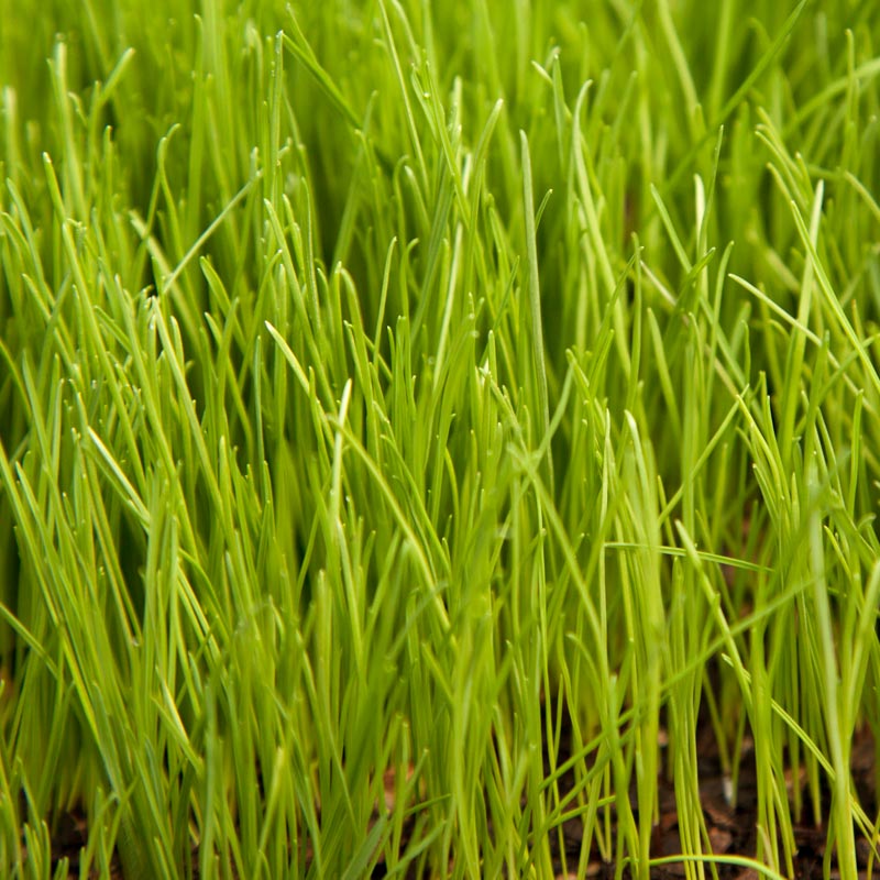Organic Ryegrass, Oregon Annual - Grow Organic Organic Ryegrass, Oregon Annual (lb) Cover Crop
