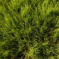 Oregon Annual Ryegrass  Seed - Grow Organic Oregon Annual Ryegrass  Seed (lb) Cover Crop