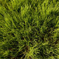 Oregon Annual Ryegrass Seed (lb) - Grow Organic