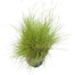 Oregon Annual Ryegrass Seed (lb) - Grow Organic