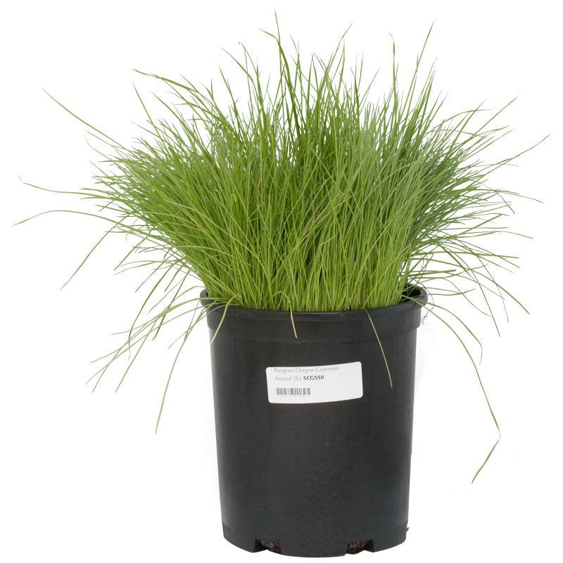 planting grass seed in oregon Organic Ryegrass, Oregon Annual