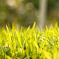 Sudangrass Seed (lb) - Grow Organic