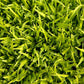 Sudangrass Seed (lb) - Grow Organic