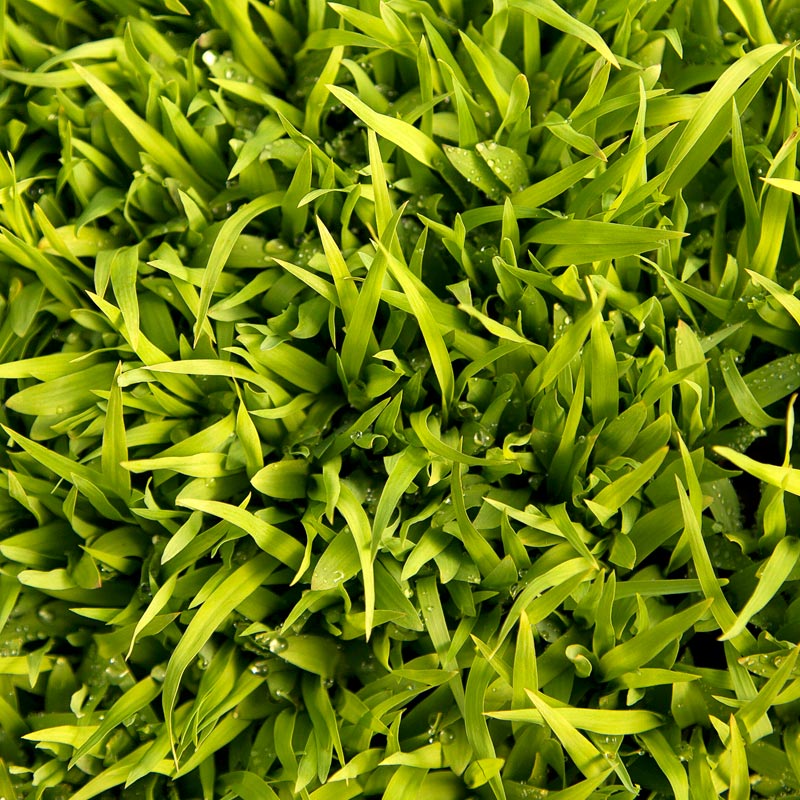 Sudangrass Seed - Grow Organic Sudangrass Seed (lb) Cover Crop