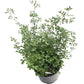 Semi-Dormant Alfalfa - Nitrocoated Seed (lb) Grow Organic