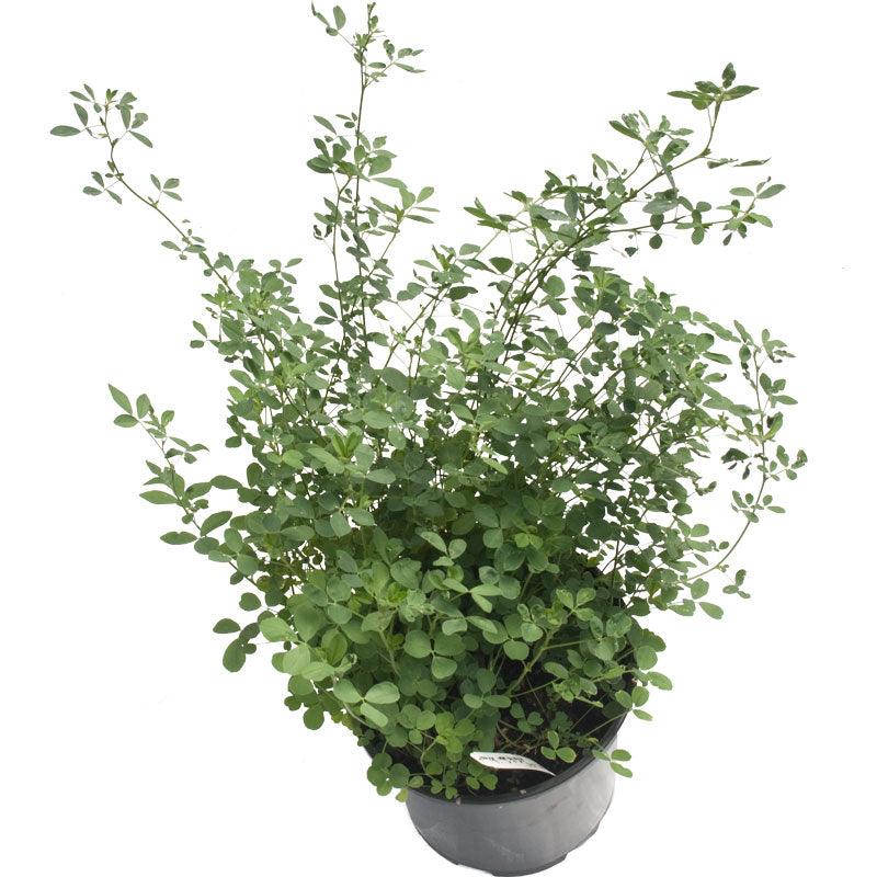 Semi-Dormant Alfalfa
