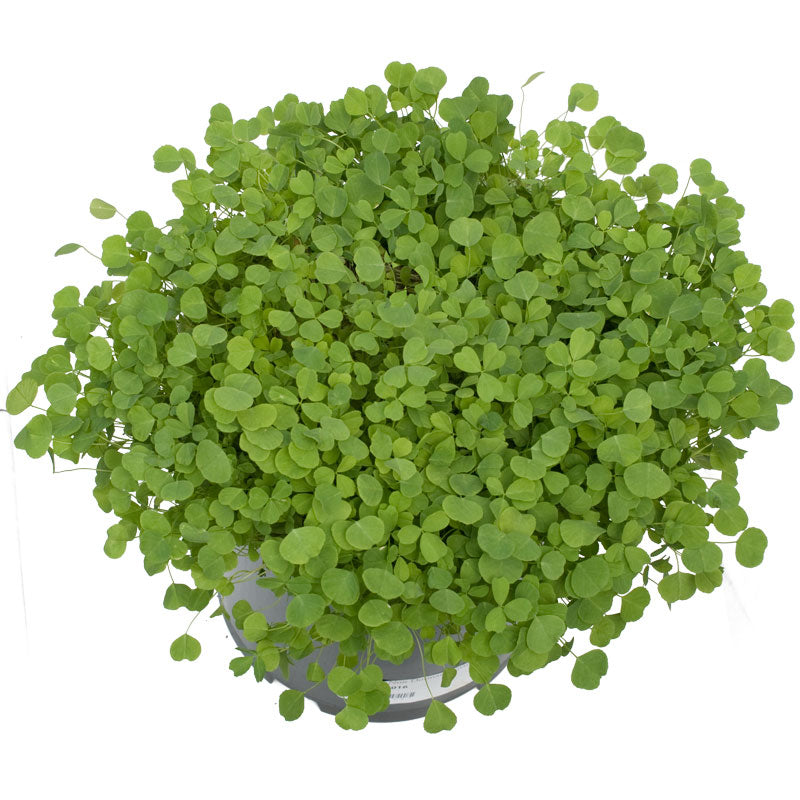 Non-Dormant Alfalfa - Nitrocoated  Seed - Grow Organic Non-Dormant Alfalfa - Nitrocoated  Seed (lb) Cover Crop
