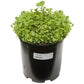 Birdsfoot Trefoil Cover Crop - Nitrocoated Seed for sale Birdsfoot Trefoil - Nitrocoated  Seed (lb) Cover Crop