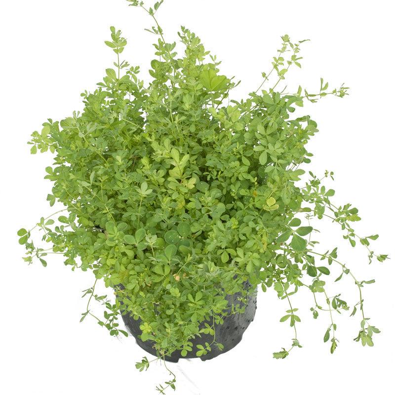 birdsfoot trefoil herbicide control Birdsfoot Trefoil