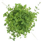 Alsike Clover - Nitrocoated Seed  Cold Hardy Clover Alsike Clover - Nitrocoated Seed (lb) Cover Crop