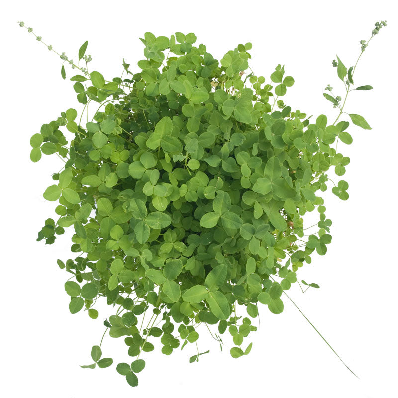 Alsike Clover - Nitrocoated Seed  Cold Hardy Clover Alsike Clover - Nitrocoated Seed (lb) Cover Crop