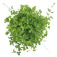 Organic Alsike Clover - Raw Seed (lb) Grow Organic