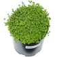Organic Alsike Clover - Raw Seed (lb) Grow Organic