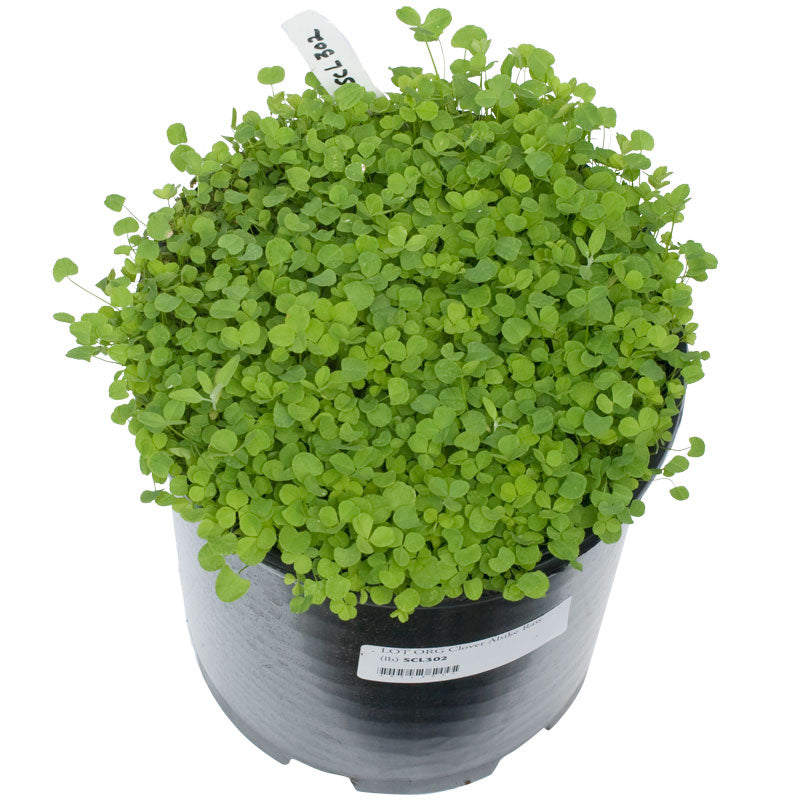 Organic Alsike Clover - Raw Seed (lb) Grow Organic