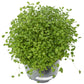Berseem Clover - Nitrocoated Seed (lb) Grow Organic