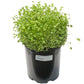Berseem Clover - Nitrocoated Seed (lb) Grow Organic