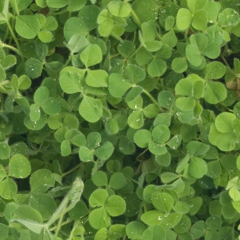 Crimson Clover Nitrocoated Cover Crop Seed for Sale Crimson Clover - Nitrocoated Seed (lb) Cover Crop