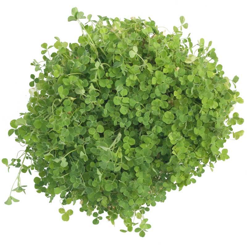 1/4 LB Crimson Red Clover Seeds - Cover Crop & Food Plot For Wildlife