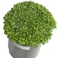 Organic Crimson Clover - Raw Seed (lb) - Grow Organic