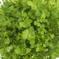 Ladino White Clover - Nitrocoated  Seed - Grow Organic Ladino White Clover - Nitrocoated  Seed (lb) Cover Crop