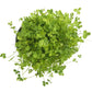 Ladino White Clover - Nitrocoated  Seed - Grow Organic Ladino White Clover - Nitrocoated  Seed (lb) Cover Crop