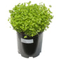 Doublecut Red Clover - Nitrocoated Seed - Grow Organic Doublecut Red Clover - Nitrocoated Seed (lb) Cover Crop