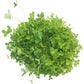 Organic Red Clover - Raw Seed - Grow Organic Organic Red Clover - Raw Seed (lb) Cover Crop