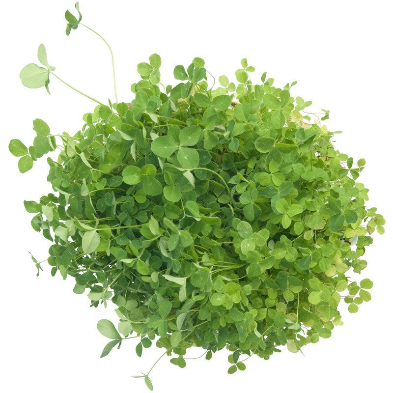 Organic Red Clover - Raw Seed (lb) - Grow Organic